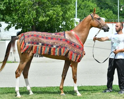 Лучших ахалтекинских лошадей выбрали на Пятигорском ипподроме