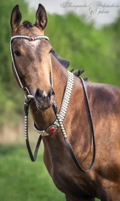 Самые дорогие лошади в мире (породы) с фото | Horseka Resort