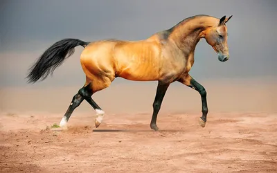 Картина в кабинет Золото Туркмении Ахалтекинский конь в интернет-магазине  Ярмарка Мастеров по цене 30000 ₽ – O1VQARU | Картины, Йошкар-Ола - доставка  по России