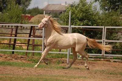Horseexpert | Выставка-шоу ахалтекинских лошадей на ВДНХ уже скоро