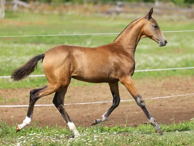 Ахалтекинская порода лошадей (Текинцы). Фото, описание | Счастливые Лошади