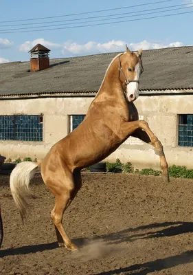 Ахалтекинская белая лошадь в полный …» — создано в Шедевруме