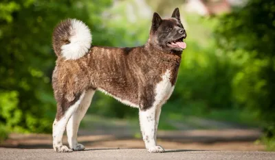 Американская акита - характеристика собак и щенков породы - ProPlan.ru