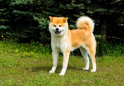 Порода собак «Акита-ину» - World-dogs.ru
