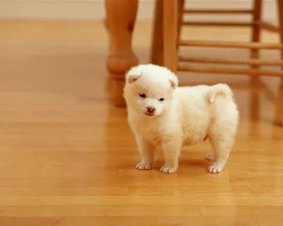 Молодая белая и красная собака Акиты Inu, щенок Стоковое Изображение -  изображение насчитывающей портрет, собака: 65280213