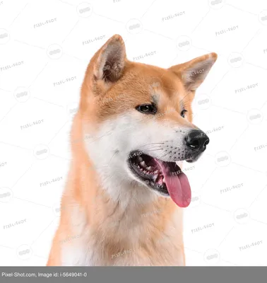Собака Акиты или Акита Inu, японец Акита внешнее Стоковое Фото -  изображение насчитывающей портрет, померанцово: 64029802