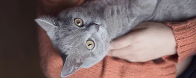 Акне у кошек — Ветеринарный Центр «Зоовет» в Москве