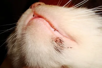 Акне у кошек - причины, лечение прыщей и угрей у кота