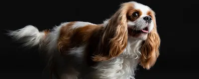 Лишай у собаки: причины, симптомы, диагностика, фото и лечение
