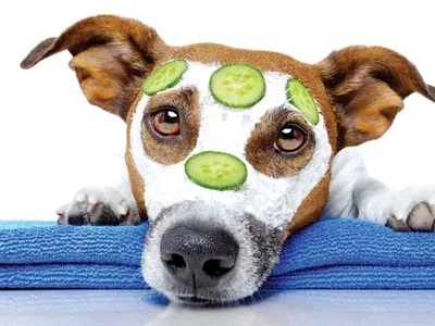 Кожные заболевания у собак: описание и фото болезней