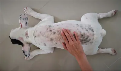 Шишка у собак на спине – откуда появляется и как лечить