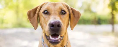 Нарост шишка на спине у собаки - вопрос Ветеринару Дерматологу