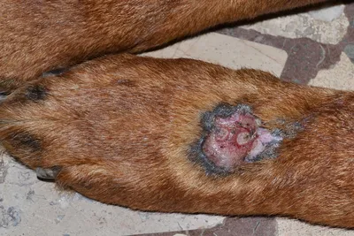 Акральный дерматит у собак фото 