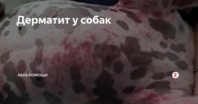 Лечение дерматита у собаки (58 фото) - картинки sobakovod.club