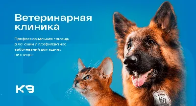 Дерматит у собак - лечение, фото и причины | Виды | Pet-Yes