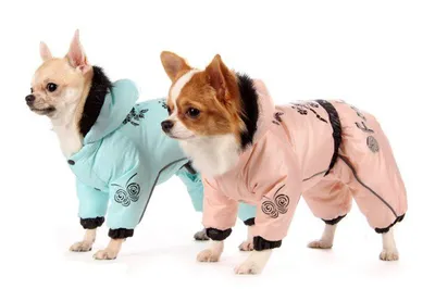 Одежда для собак. Когда может понадобиться комбинезон для собак - Собаки  обзор на Gomeovet