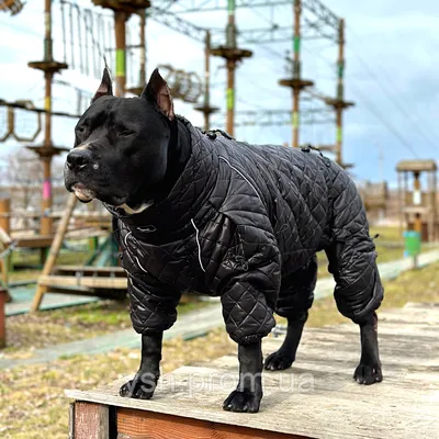 Одежда для собак: цена 350 грн - купить Товары для собак на ИЗИ | Украина