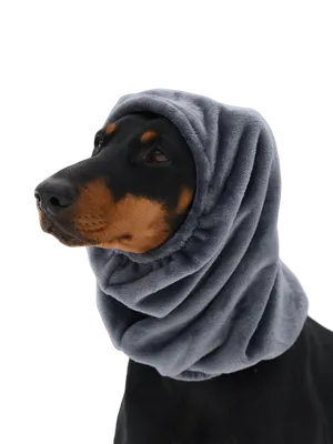 Банный халат и жилет на осень: продуманная одежда для собак от уральского  бренда