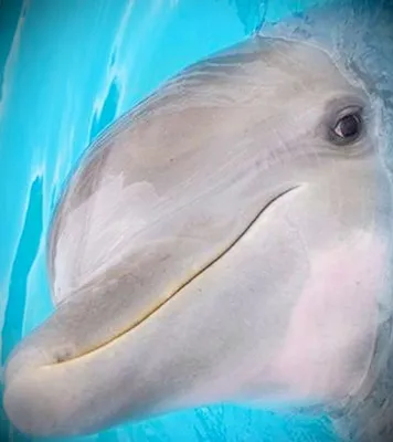 Голубой дельфин: фото, содержание, совместимость, разведение