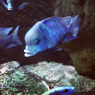 Голубой дельфин у Вас в аквариуме. Уход и содержание | Аквариумные рыбки |  Дзен