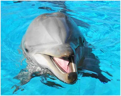 Рыба голубой дельфин: все о разведении, содержании в аквариуме дома, как  кормить, правильно ухаживать, какая совместимость в другими видами