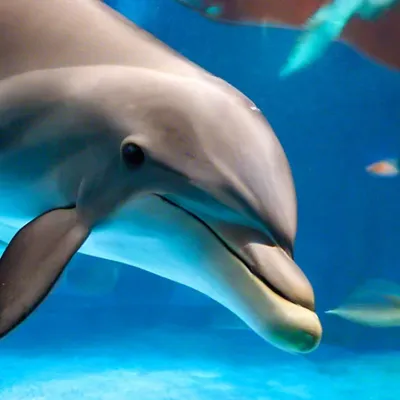 Дельфины Аквариум Прыжки - Бесплатное фото на Pixabay - Pixabay