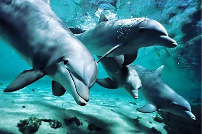 Рыба голубой дельфин: все о разведении, содержании в аквариуме дома, как  кормить, правильно ухаживать, какая совместимость в другими видами