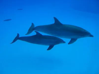Дельфин в аквариуме с детëнышами» — создано в Шедевруме