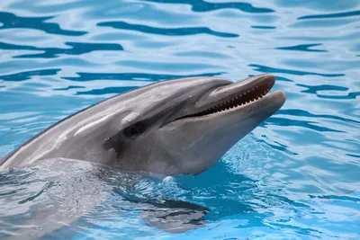дельфин Genova Италия аквариума Стоковое Фото - изображение насчитывающей  цветасто, глаза: 4432210