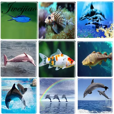 Голубой дельфин у Вас в аквариуме. Уход и содержание | Аквариумные рыбки |  Дзен