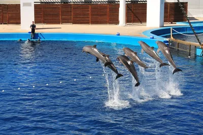 Пин от пользователя James Page на доске animals | Дельфины, Водные  животные, Искусство дельфинов