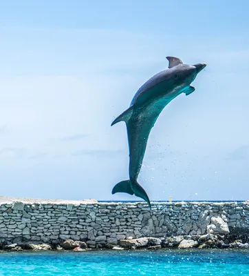 Дельфины на фоне моря, водные …» — создано в Шедевруме