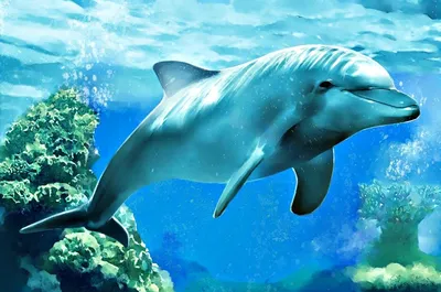 Дельфин в аквариуме с кораллами и рыбами вокруг него генеративный ai |  Премиум Фото