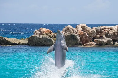 Дельфин голубой - большиая рыба для аквариума купить