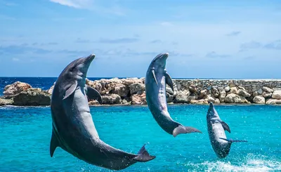 перескакивать дельфинов дня аквариума голубой солнечный Стоковое  Изображение - изображение насчитывающей скакать, камень: 121989