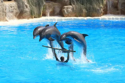 Фотообои Дельфин и рыбки купить на стену • Эко Обои