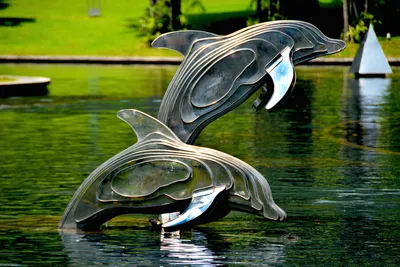 Love dolphins . | Дельфины, Водные животные, Косатки