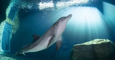 Пользовательские фотообои для аквариума Подводные дельфины синяя Фреска для  детской комнаты гостиной фоновая стена для телевизора домашний декор Фреска  | AliExpress