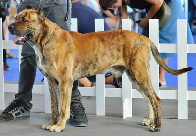 Продаётся собака породы «Алано эспаньол» по кличке купить на Зозу.ру
