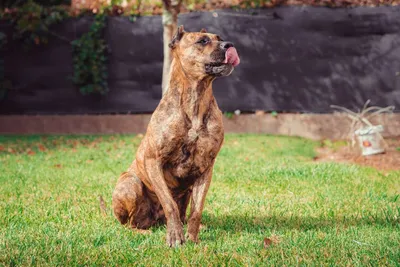 Unusual Dogs - Испанский бульдог, или майоркский бульдог, или ка-де-бо -  порода бойцовых собак, выведенная для травли быков. В настоящее время  используются как сторожа и телохранители. Эти сильные, упорные и довольно  агрессивные