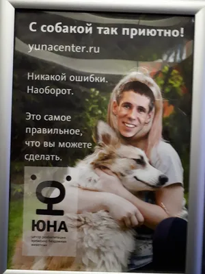 Алексей Панин признался, что его «любимой девушкой» стала собака - Экспресс  газета