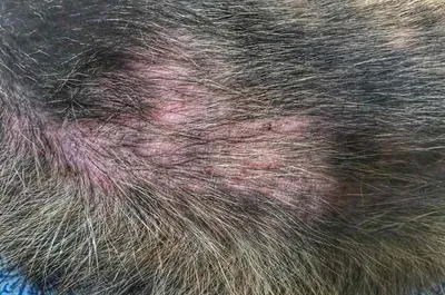 Пиотравматический дерматит у собак - Кожа вашей собаки - Дуксо S3