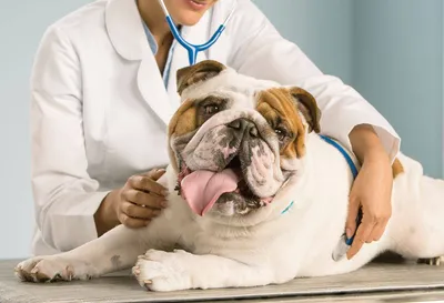 Отит наружного уха у собак: причины и лечение