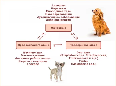 Отит у собак, симптомы и лечение | Ветврач Купарев Леонид
