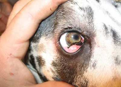Отзыв о Лечебный корм для собак Royal Canin Hypoallergenic | Выручил при  аллергии