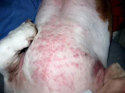 Аллергия у собак: что делать, лечение, симптомы, фото