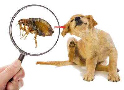 Аллергия на блох может вызывать у собак грибковый дерматит - Все про  аллергию