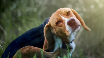 Бывает ли у собак аллергия на цветение? | Блог зоомагазина Zootovary.com