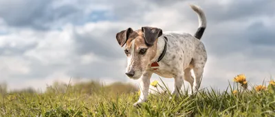 Аллергия на блох у собак фото фотографии