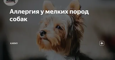 Аллергия у собак и кошек — рекомендации ветеринара зооклиники «Амикус Вет»